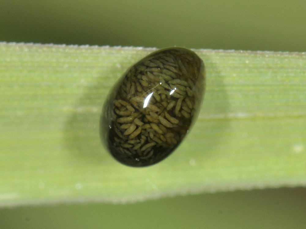 Strano esserino: larva di Oulema sp. (Chrysomelidae)